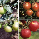DELIVERED SEPTEMBER 2022 Family Apple Trees (3 varieties on one tree: Bramley 20/Christmas pippin/Scrumptious) Supplied height 125cm 200cm in a 7 - 12 litre container **FREE UK MAINLAND DELIVERY**